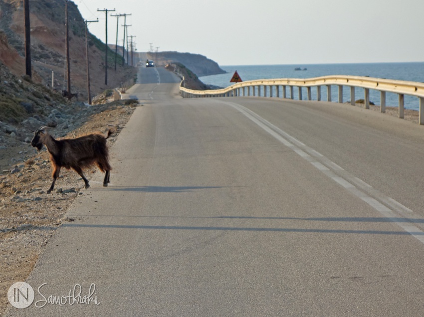 Goat crossing a road in Samothrace