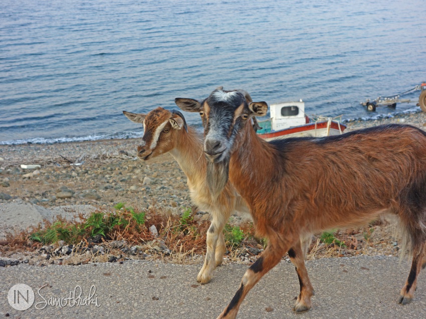 Goats of Samothrace on the road