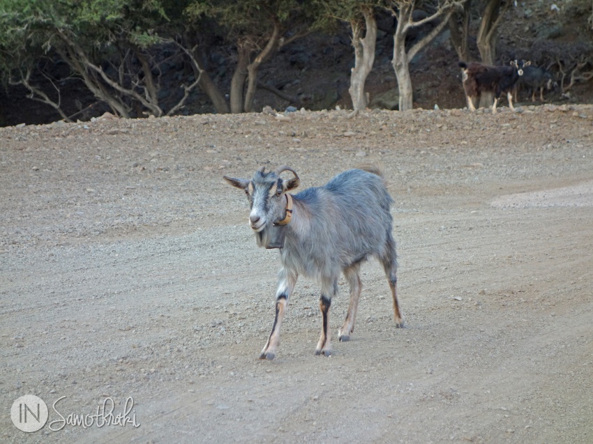 A goat on the pathway