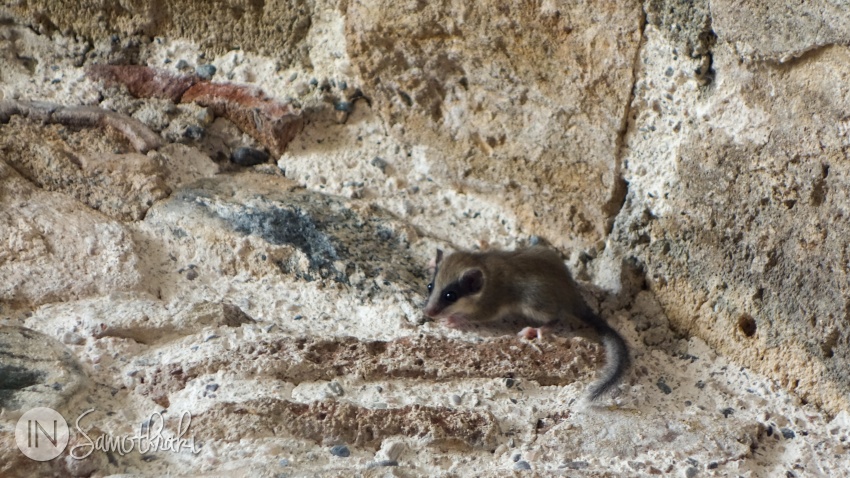 These little rodents are the only living inhabitants of the monastery.