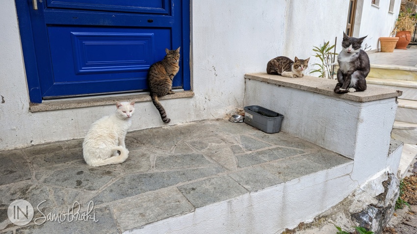 You'll encounter cats all over Chora.