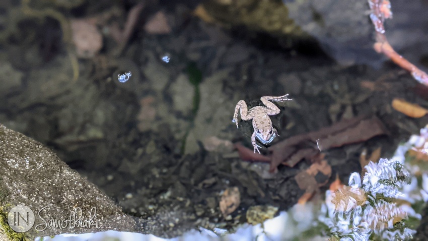 Frogs jump in the water.
