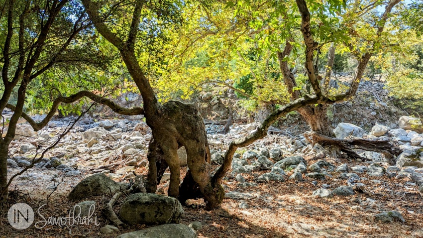 In the forest you will encounter strange shaped trees.