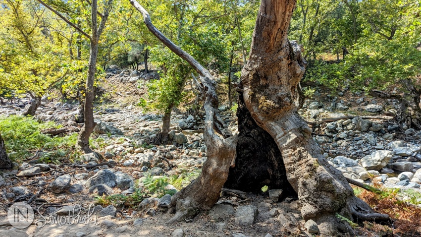 A man can fit in the hollows of the old plane trees.