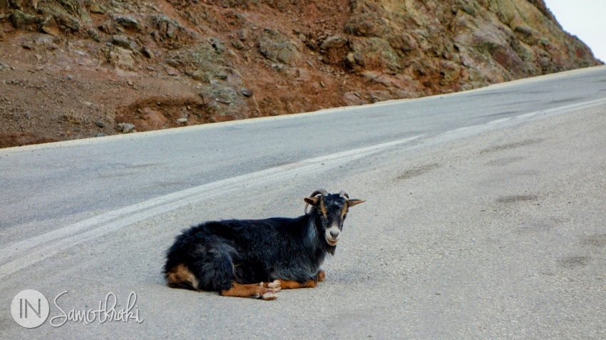 Goats are everywhere in Samothraki, including on the road.