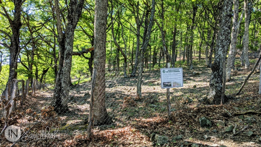 Some areas were fenced in order to stop goats from accessing young oak trees in the Martini forest.