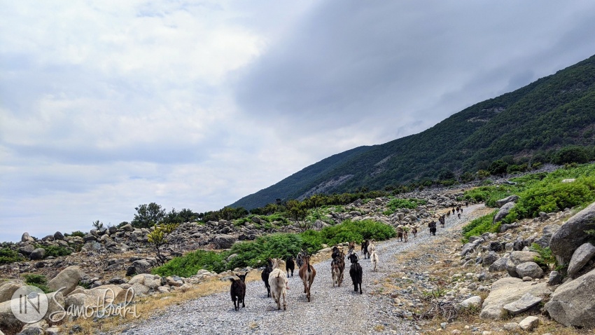 Herd of goats near Therma