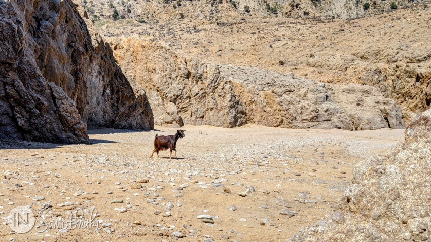 You will often see goats on the beaches beyond Pachia Ammos.