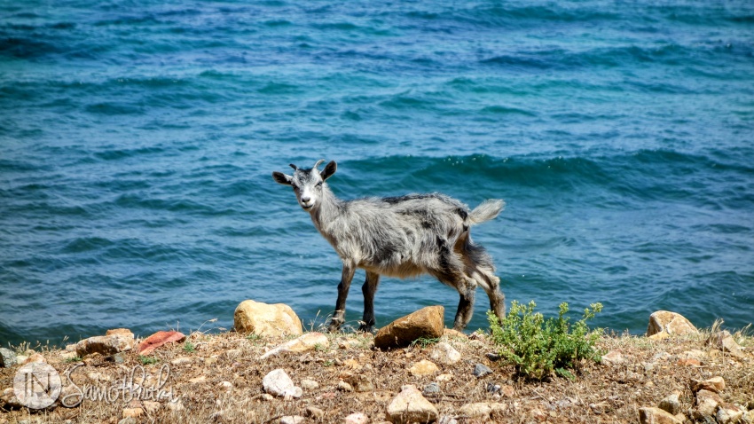 In spring you will see many baby goats on the island.