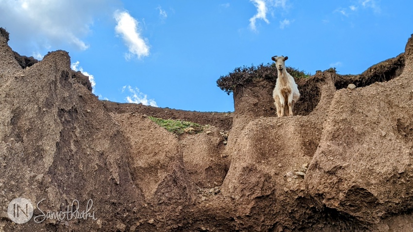 Many goats will look at you curiously.