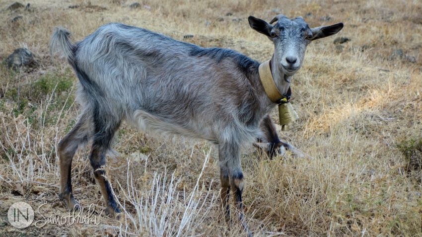 The bells on goats' necks have different names, depending on their size and the sound they produce.