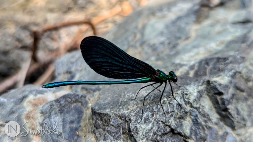 Dragonflies will accompany you on your way to the vathres.